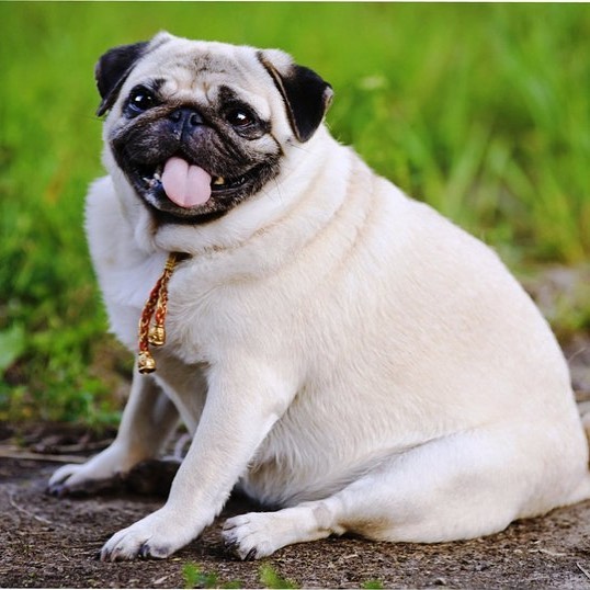 Корм для мелких собак при ожирении
