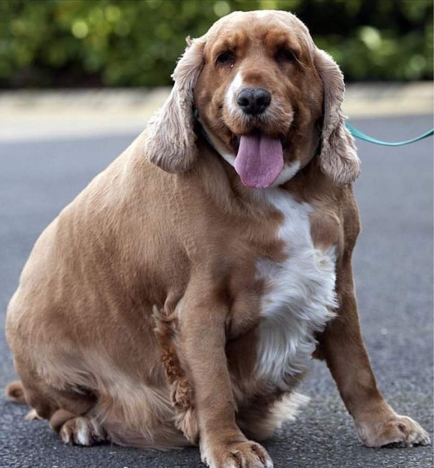 Корм для собаки с лишним весом
