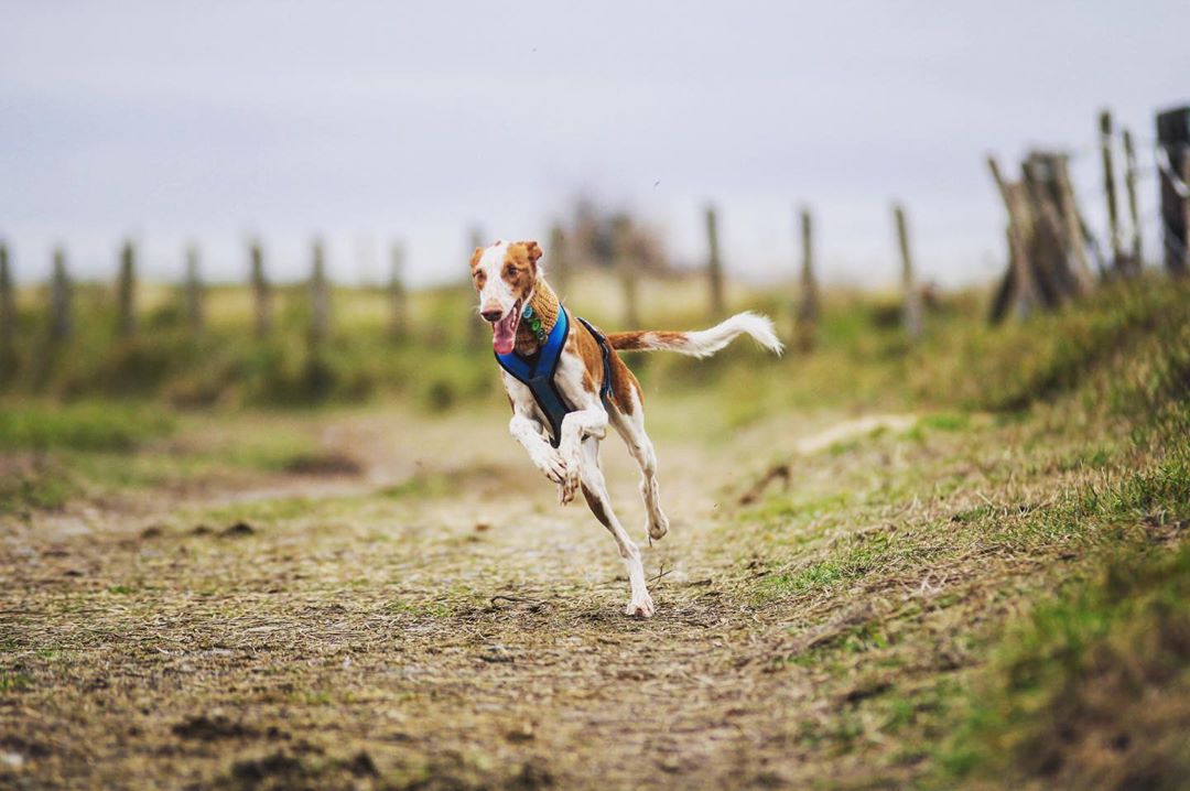 Поденко ибиценко: описание и особеннсти породы