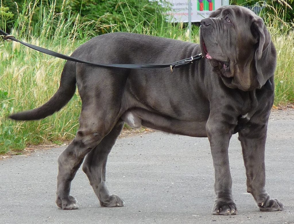 Агрессивные большие собаки породы