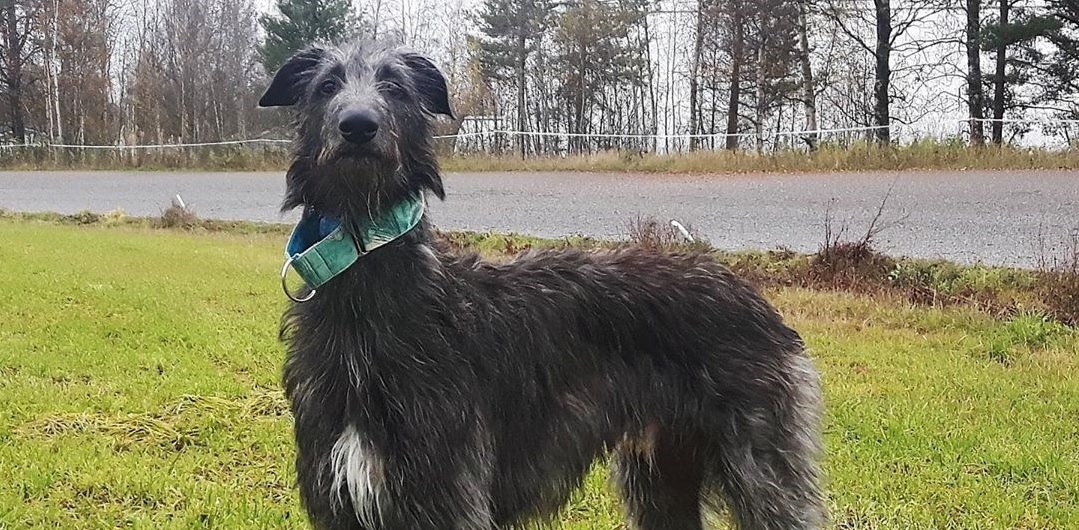 Шотландский дирхаунд: описание и характеристики породы