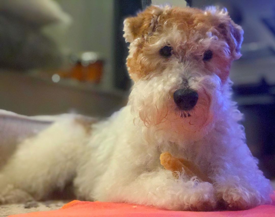 Жесткошерстный фокстерьер: описание породы, особенности содержания и воспитания