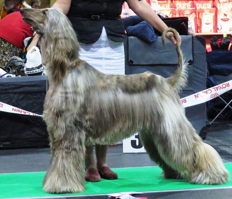 Породы собак с фотографиями и названиями крупных размеров с длинной шерстью