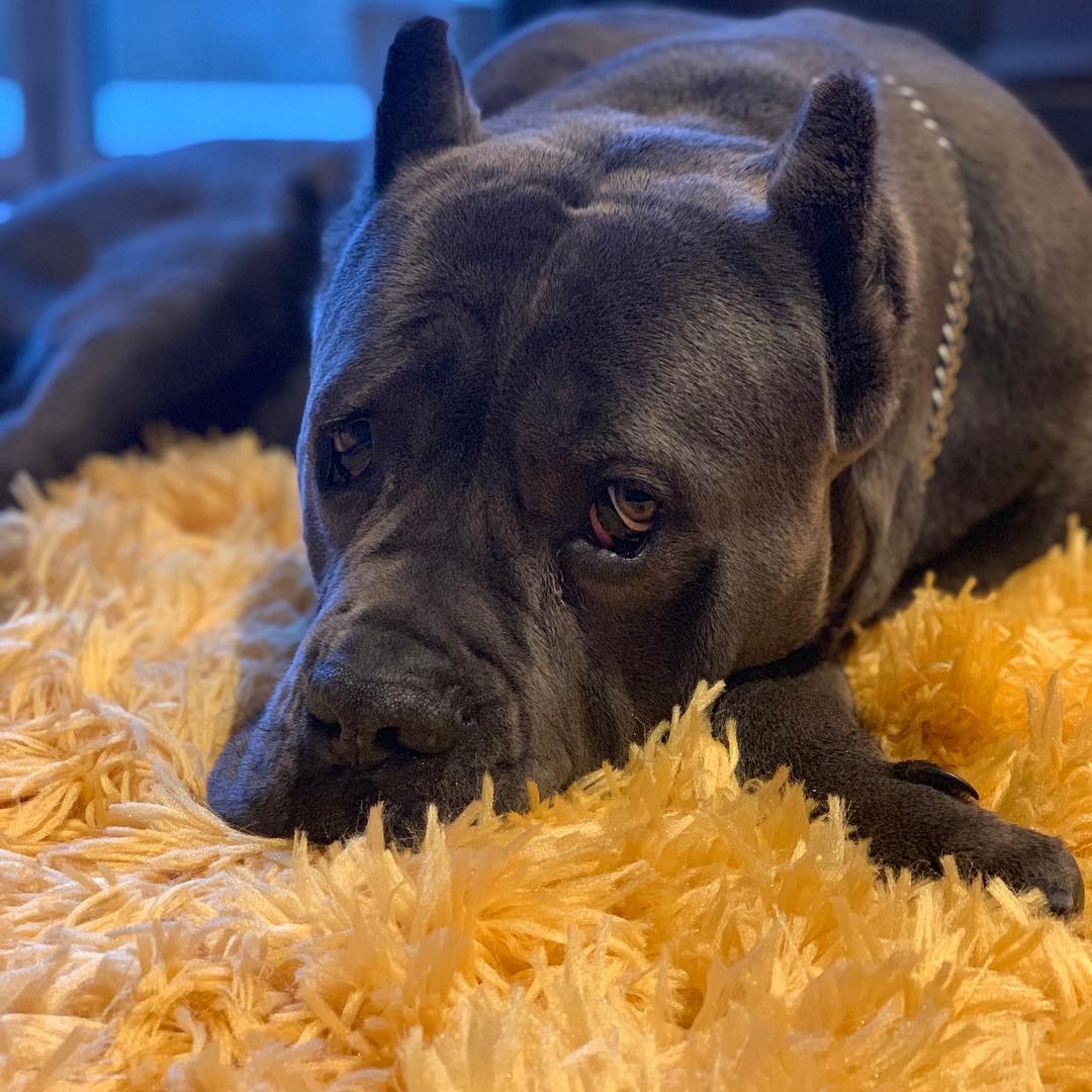 Кане-корсо: стандарт породы