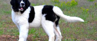 Порода собак ландсир: описание и характеристика