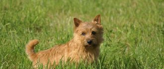 Маленькие породы собак