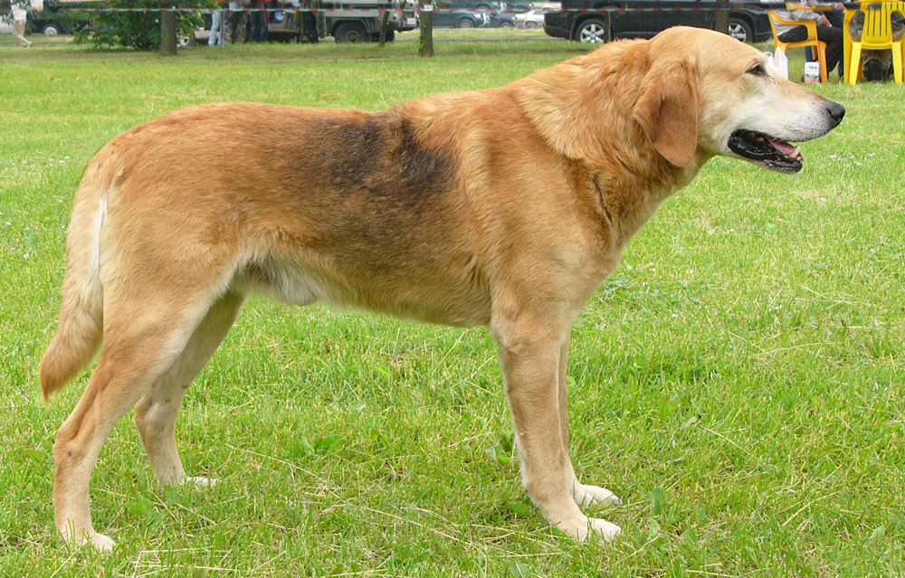 Собаки русских пород с названием пород на русском языке
