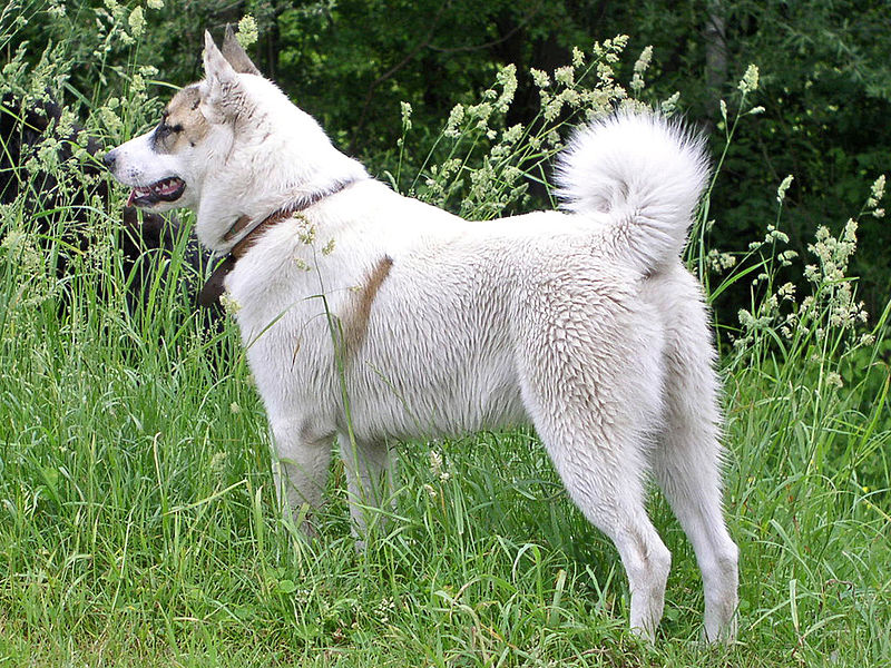Собаки русских пород с названием пород на русском языке