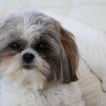 ТОП-15 самых милых пород собак в мире