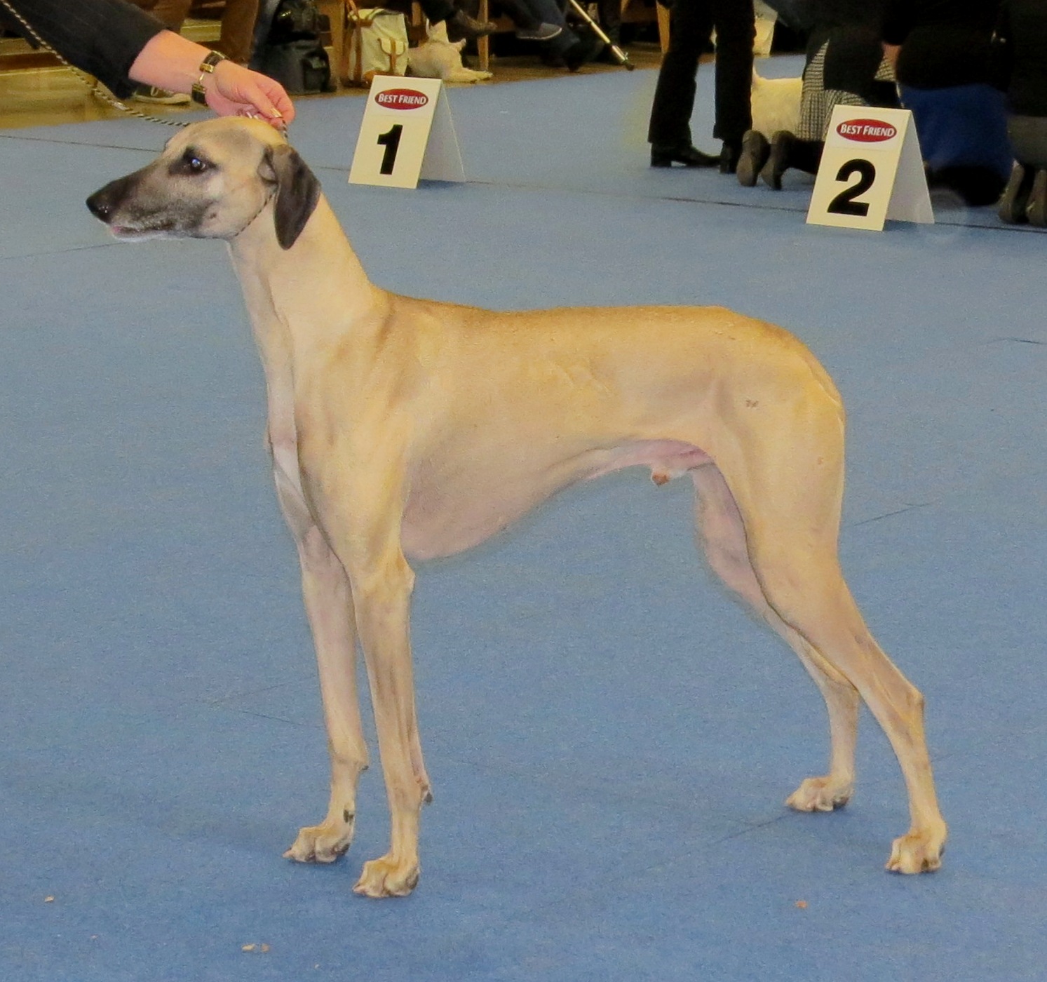 Слюги: описание и характеристика породы